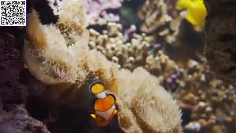 Music of Aquarium 4K VIDEO (ULTRA HD) 🐠 Amazing Beautiful Coral Reef Fish