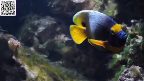 Music of Aquarium 4K VIDEO (ULTRA HD) 🐠 Amazing Beautiful Coral Reef Fish