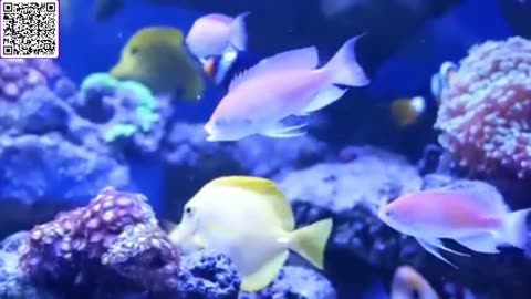 Music of Aquarium 4K VIDEO (ULTRA HD) 🐠 Amazing Beautiful Coral Reef Fish