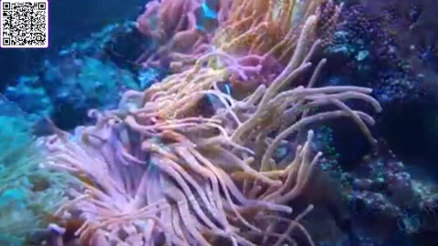 Music of Aquarium 4K VIDEO (ULTRA HD) 🐠 Amazing Beautiful Coral Reef Fish