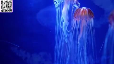 Music of Aquarium 4K VIDEO (ULTRA HD) 🐠 Amazing Beautiful Coral Reef Fish