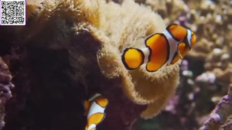 Music of Aquarium 4K VIDEO (ULTRA HD) 🐠 Amazing Beautiful Coral Reef Fish