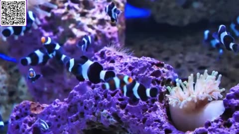 Music of Aquarium 4K VIDEO (ULTRA HD) 🐠 Amazing Beautiful Coral Reef Fish