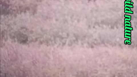 Hunter can't takedown massive bull