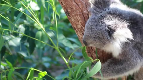 Koala eating a leaf