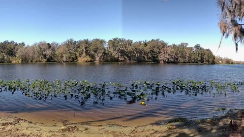 4K St. Johns River Time-Lapse: Florida Wildlife Magic 🐊🌿 (Jan 27, 2026)