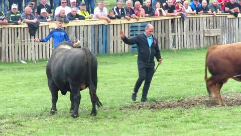 Grozni od koalicije Kurcani vs Ljuban od Braće i Čaće Pičar korida Rakitno 2024