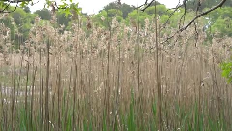 How a wildlife photographer uses his talent to advocate for an ecosystem