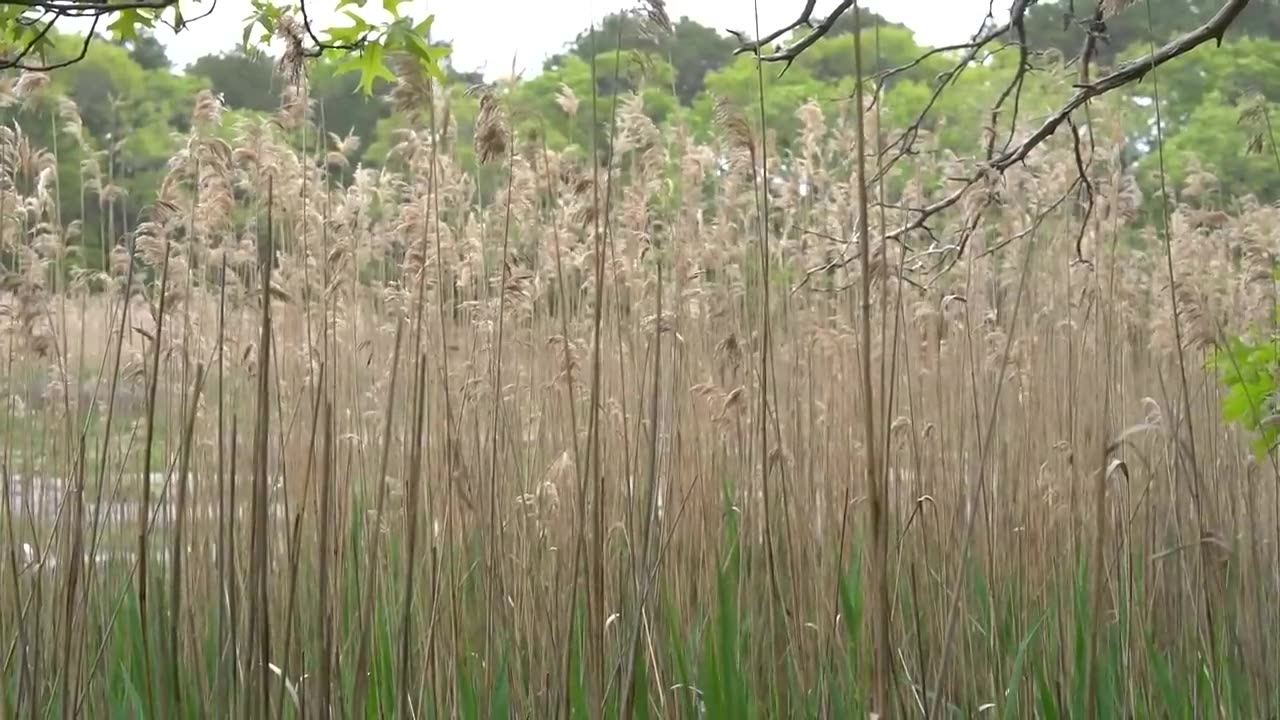 How a wildlife photographer uses his talent to advocate for an ecosystem