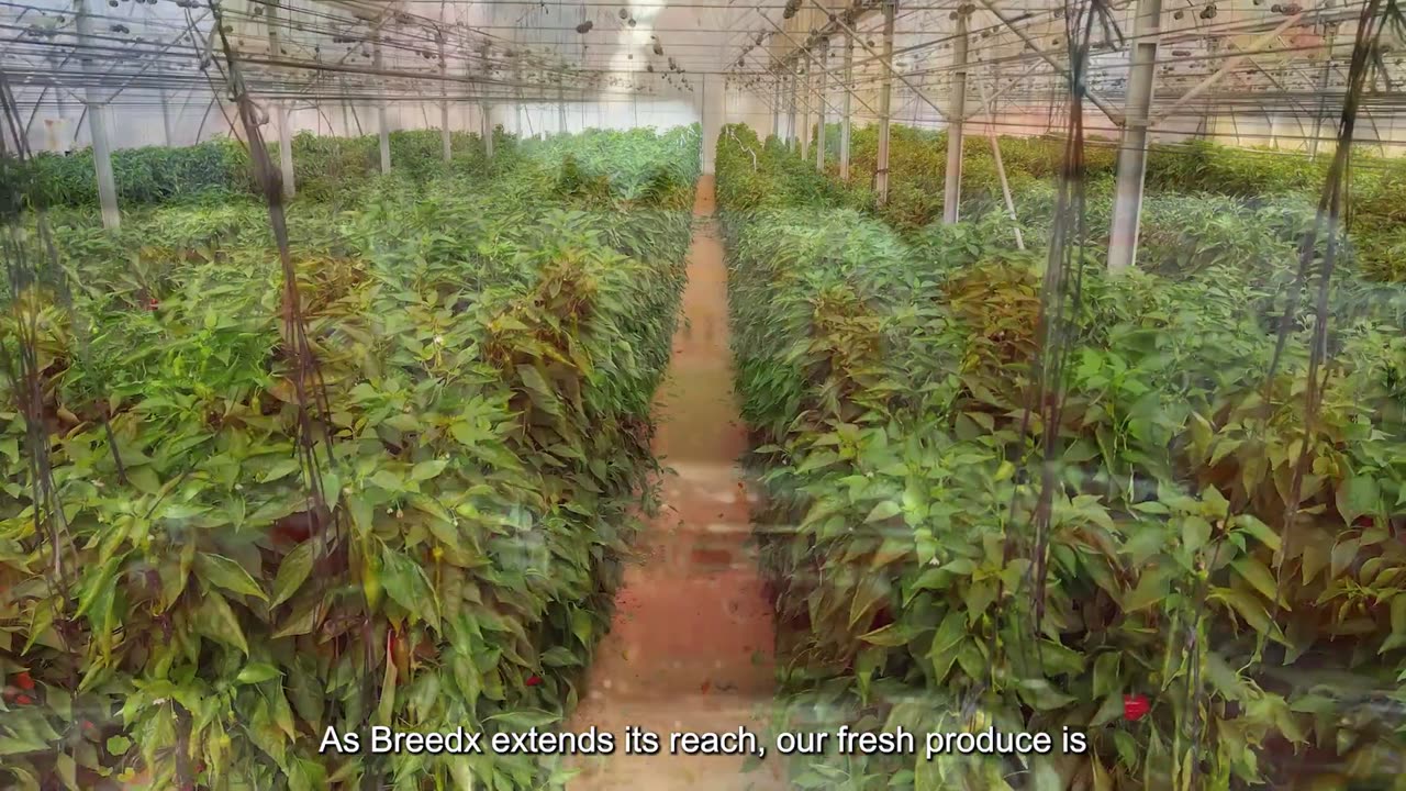 Breeding Pepper Plants