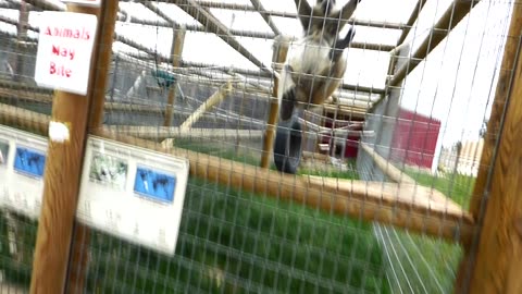 Mowgli is glad to see me once again