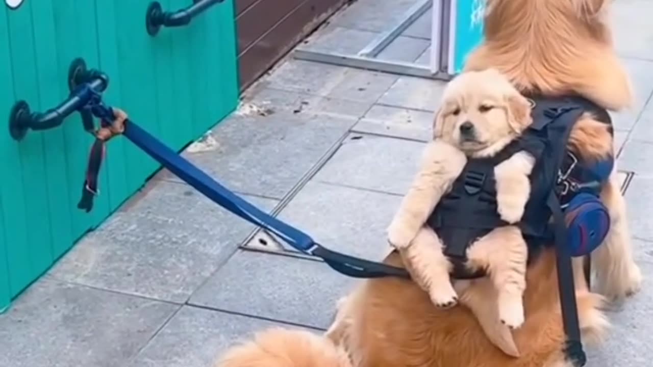 Another day as a Golden CHAMP