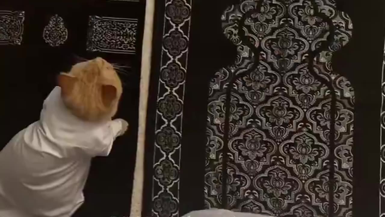 WHO SAID ORANGE CATS AREN'T CALM?