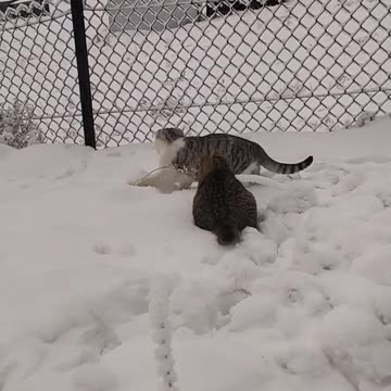 "Hilarious Cat Tutorial You Can’t Miss!"