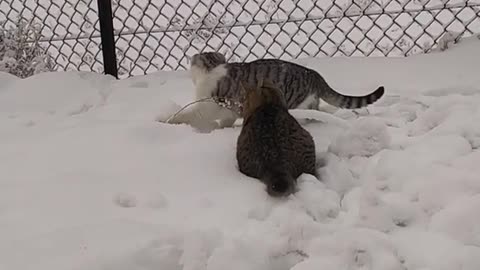 "Hilarious Cat Tutorial You Can’t Miss!"