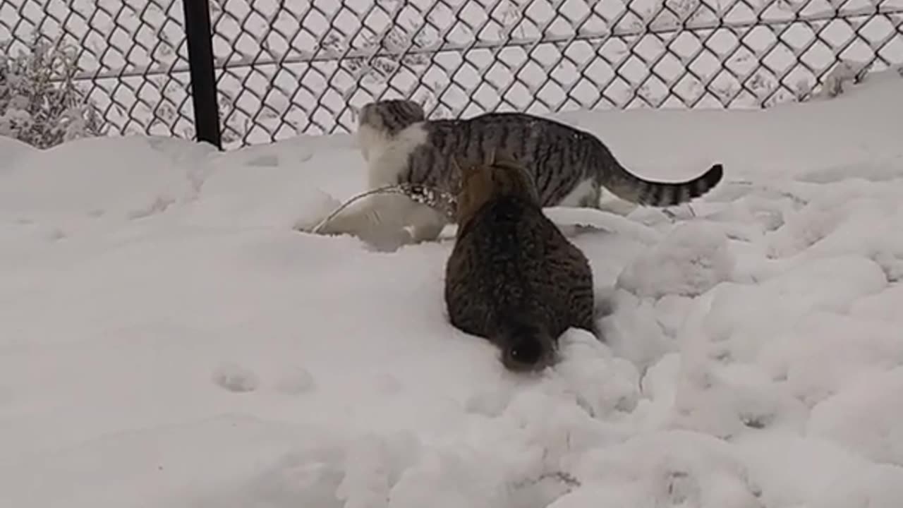 "Hilarious Cat Tutorial You Can’t Miss!"