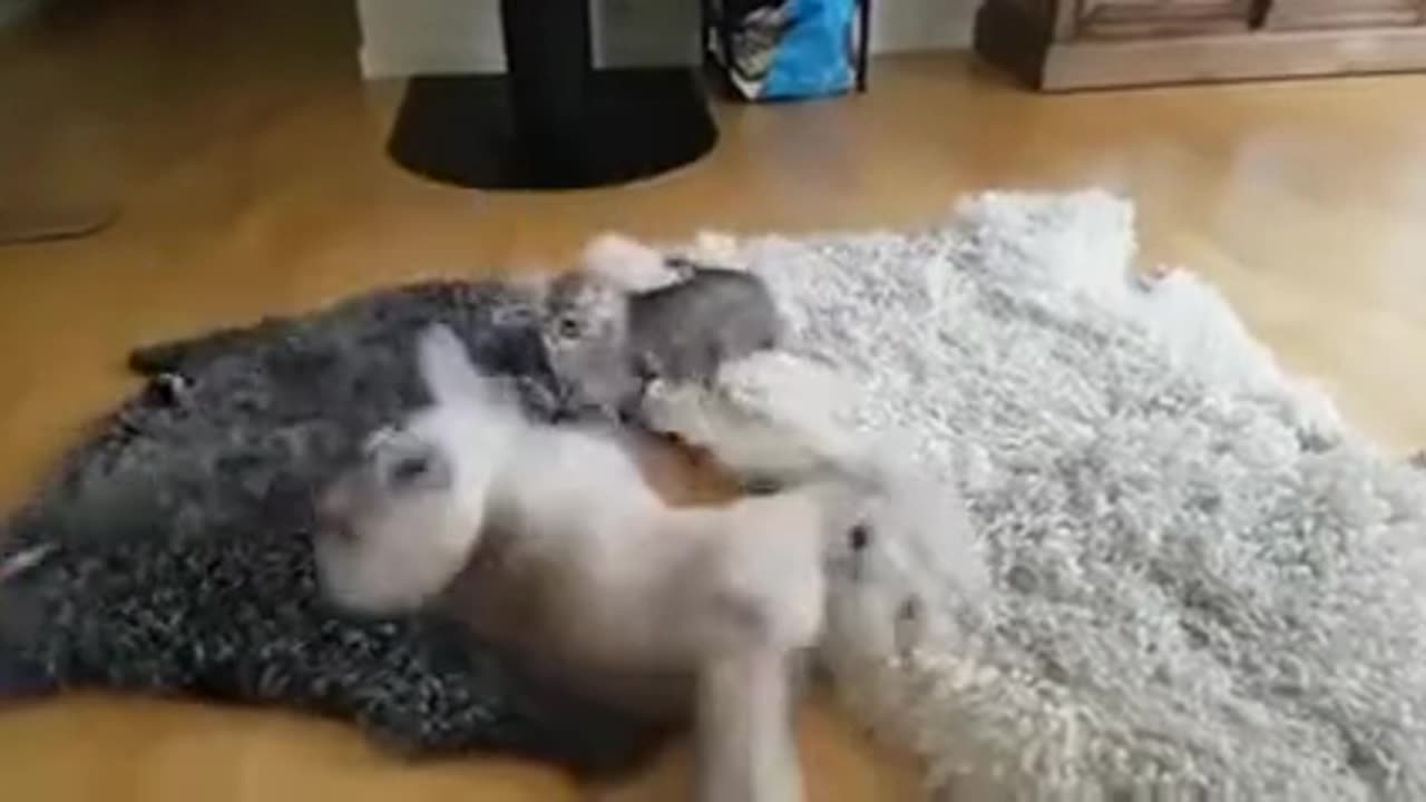 funny cat