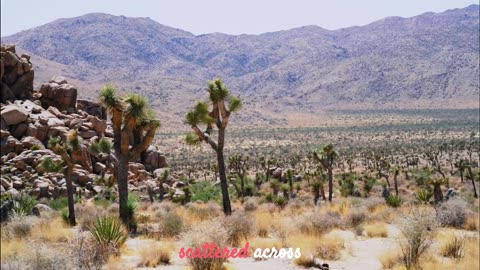 Spider Trees, Joshua Tree and the Vast Desert (poem with audio)