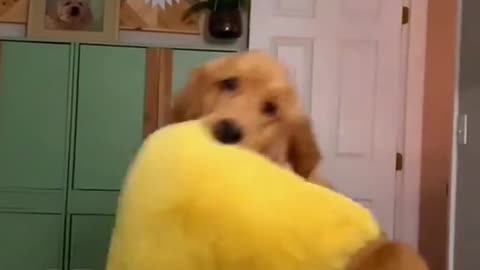 Nothing Happened 🐶 Mama #funny