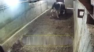 Abdool picked the wrong cow to molest.