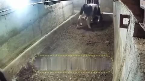 Abdool picked the wrong cow to molest.