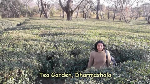 Tea Garden in Dharmashala (Himachal Pradesh)