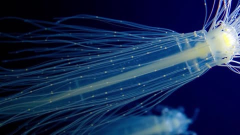 The Threadlike Siphonophore That Outsources Survival