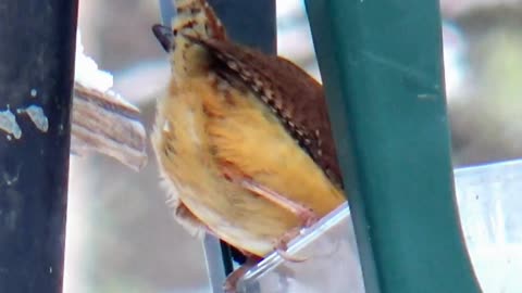 Wren