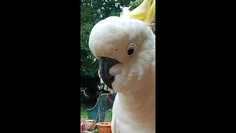 Personal Cockatoos