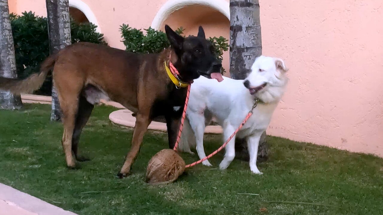 This Dog's Most Beloved Toy is a Coconut