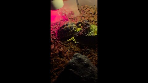short moment of East hermann tortoise