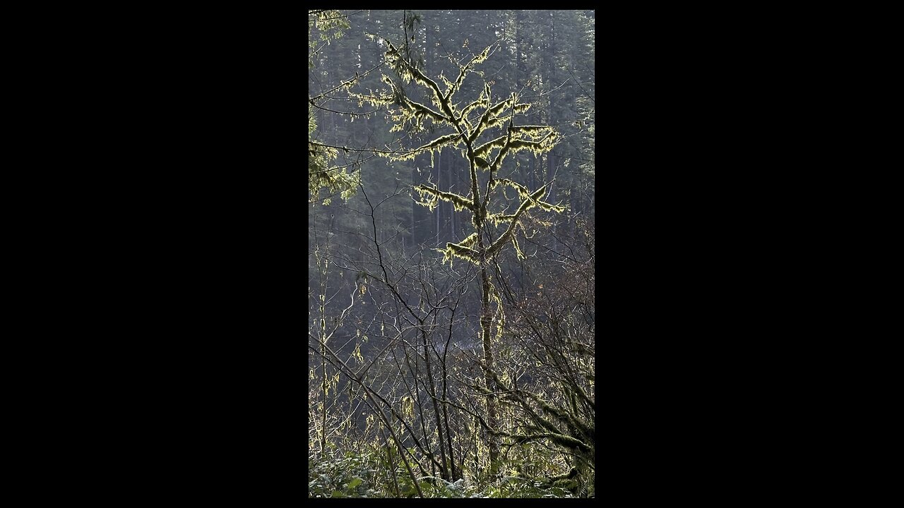 How to Identify a Douglas Fir cone