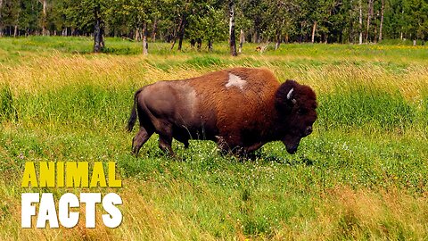 Bison | North America’s Mighty Beast
