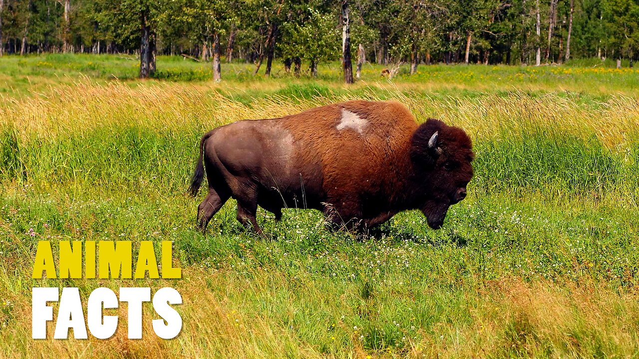 Bison | North America’s Mighty Beast