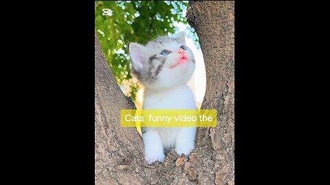 Cats funny video