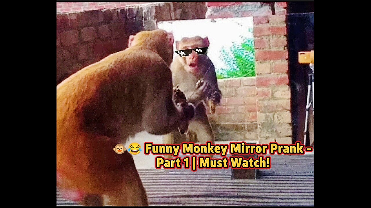 🐵😂 Funny Monkey Mirror Prank - Part 1 | Must Watch!