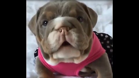 Ultimate Funny Animal Videos 2025 😂 Funniest Cats and Dogs Compilation 😺🐶