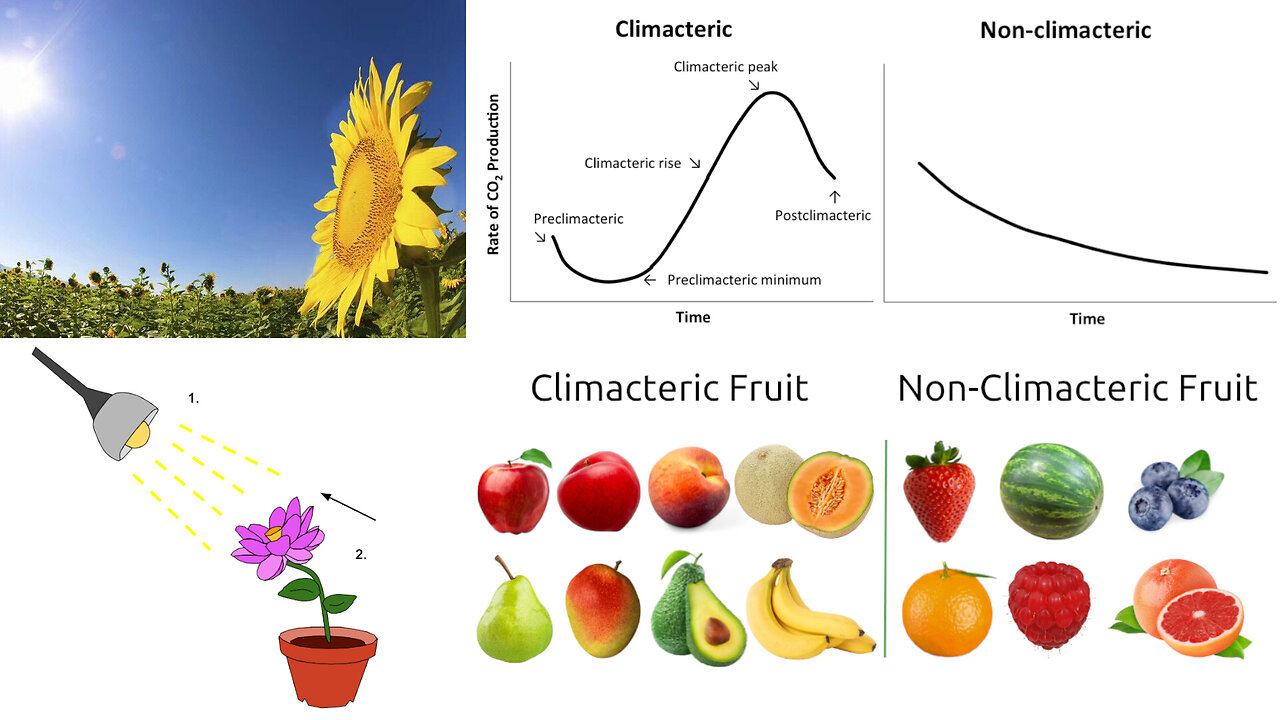 Plant Responses: Hormones, Ripening, and Phototropism