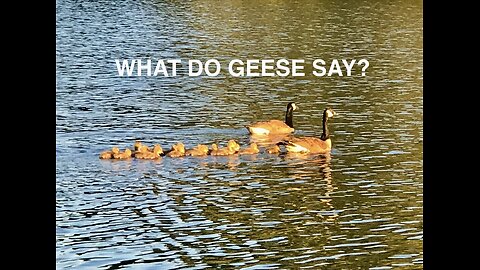 What Do Geese Say? Our Up Close Encounters with Geese at Burke Lake Park in Virginia