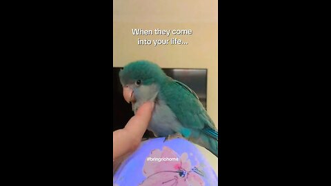 Boba the quaker parrot
