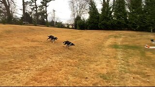 Annie and Bonham love my niece and nephew’s yard ❤️