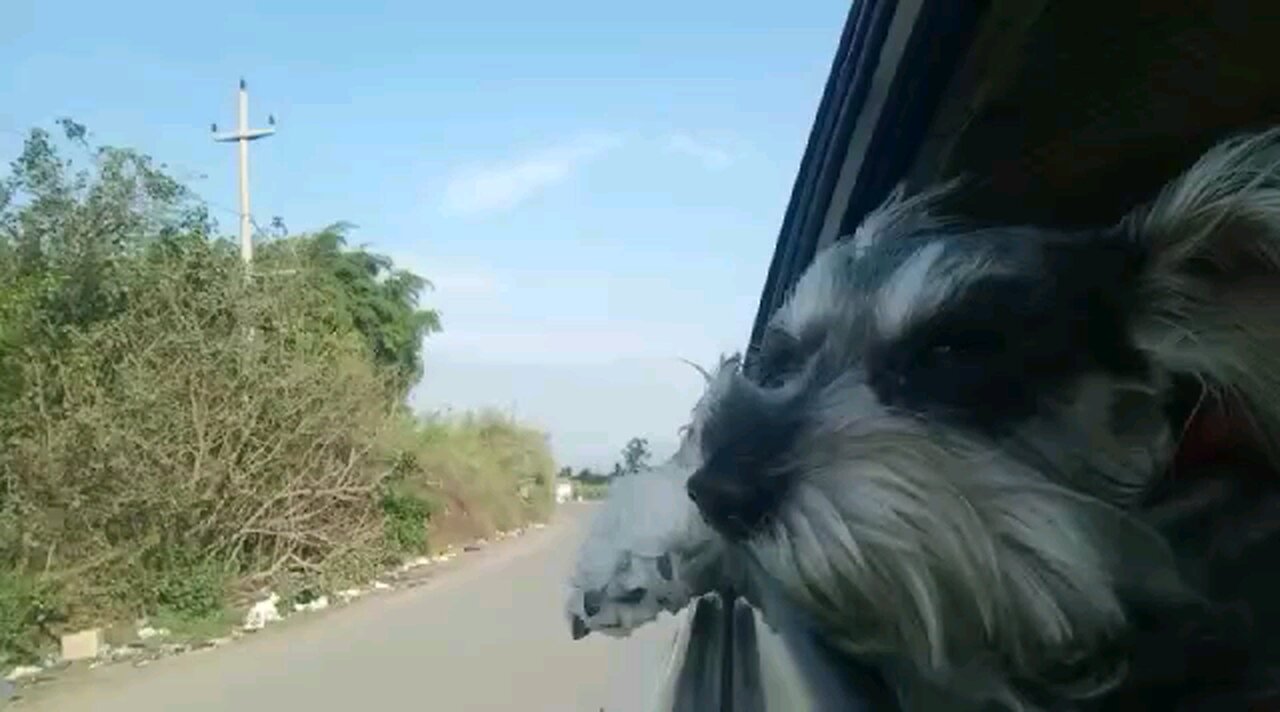 perro pimienta