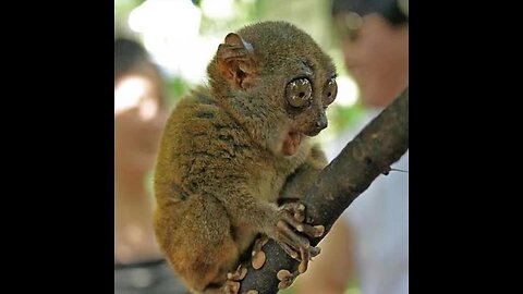 Daily Stream 🖕😎🖕