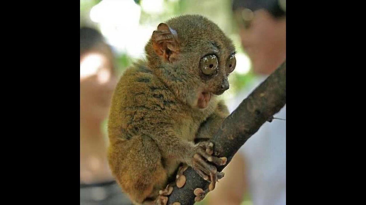 Daily Stream 🖕😎🖕