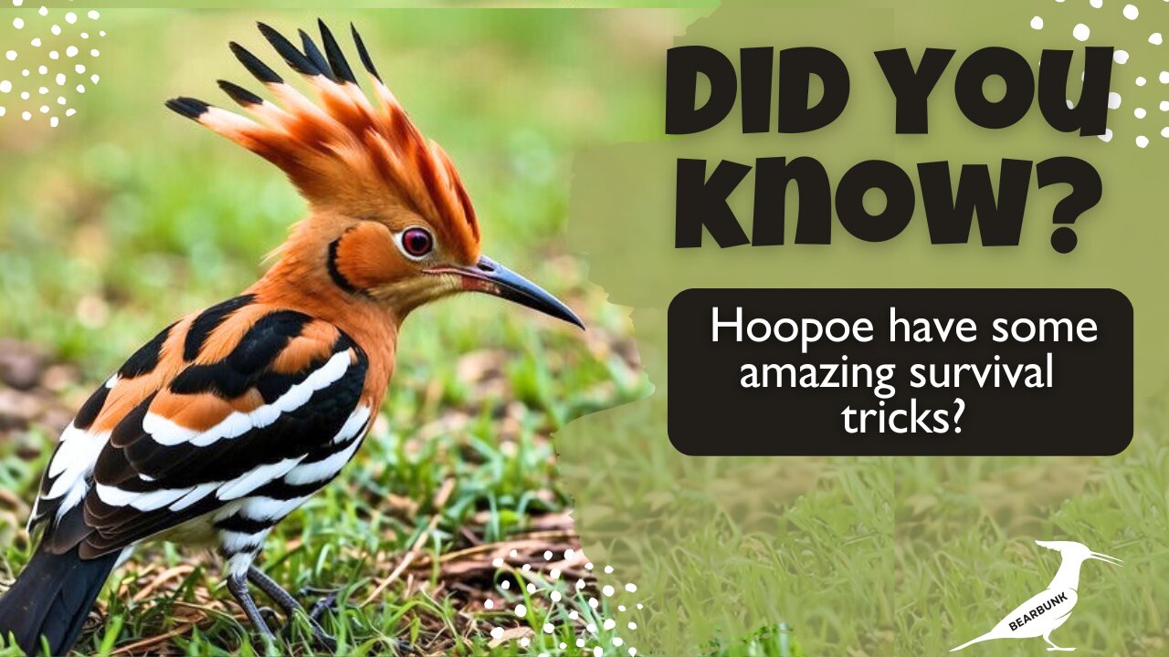 Did You Know That Hoopoes Have Some Amazing Survival Tricks! #wildlife #birds #birdfacts