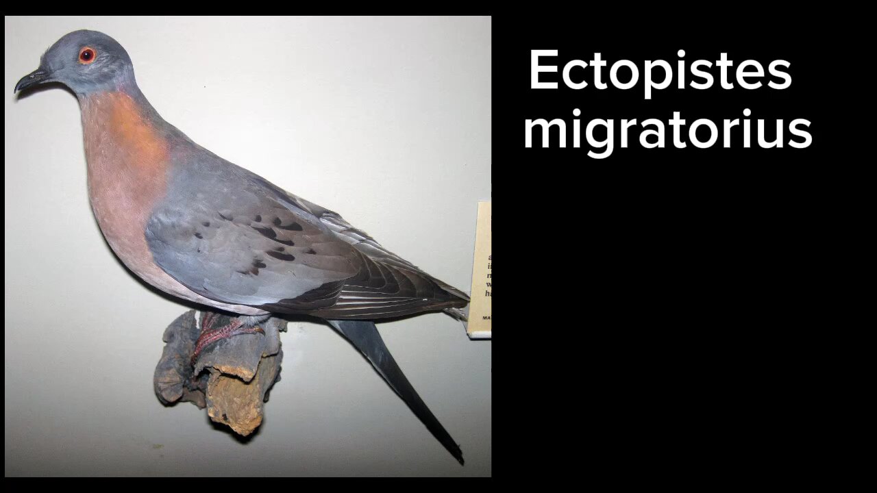 Gênero Ectopistes.