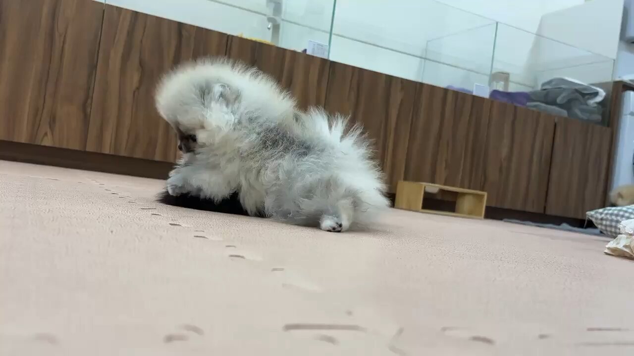 My baby kai energetic champion!
