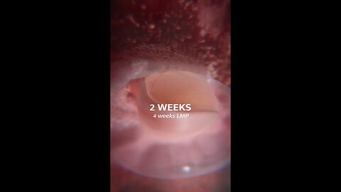 The Critical 12 Days Of Human Development