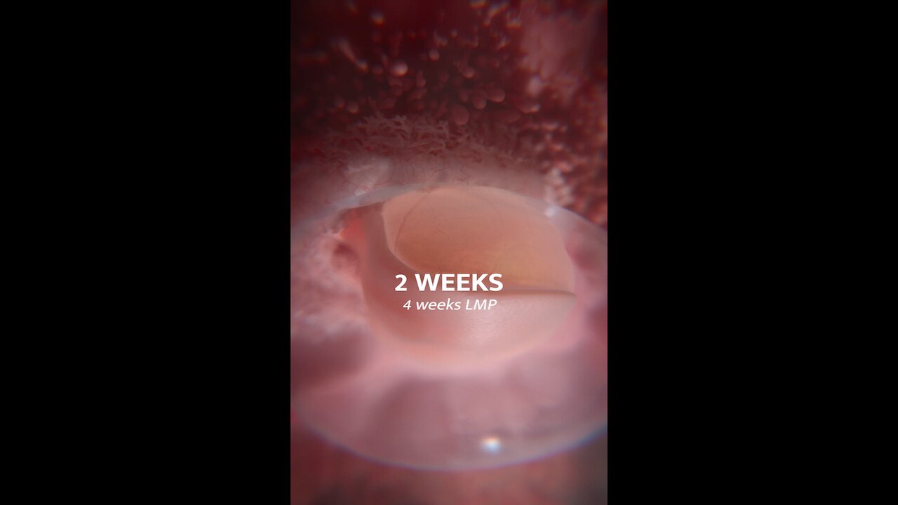 The Critical 12 Days Of Human Development