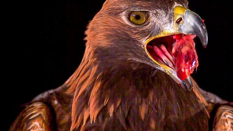 Golden Eagle Flying In Slow Motion